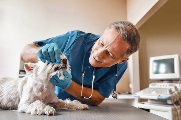 Best Emergency Wisdom Tooth Extraction in Zillah, WA